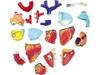 4D Menschliches Anatomiemodell Herz Puzzle 626004 Fame Master 4D Master Lernspielzeug STEM