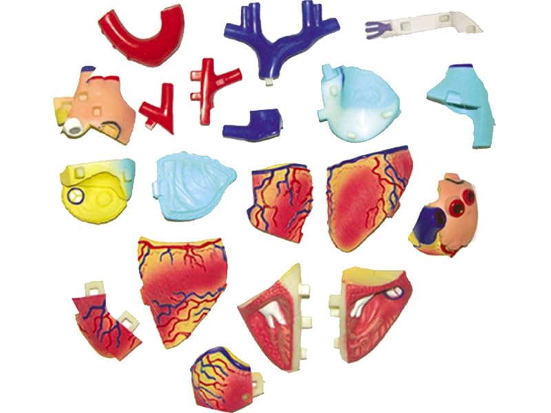 4D Menschliches Anatomiemodell Herz Puzzle 626004 Fame Master 4D Master Lernspielzeug STEM