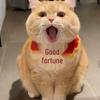 Gehäkelte Katzen-Lätzchen: Süße Neujahrskostüme & Kleine Haustier-Accessoires