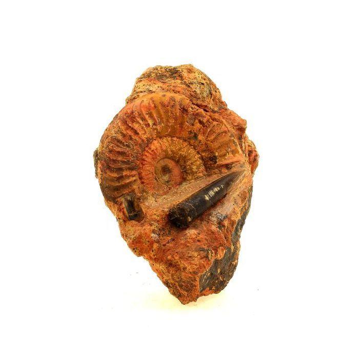 Pierres et Minéraux. Fossile Grammoceras Penestriatulum + Belemnite. 1567.0 ct. (6 cm) Belmont-d'Azergues, Rhône, France.