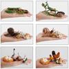 Life Cycle Board Montessori Kit Biology Science Education Toys for Kids Sensory Tray Animal Figure Life Cycle Sorting Wooden Toy