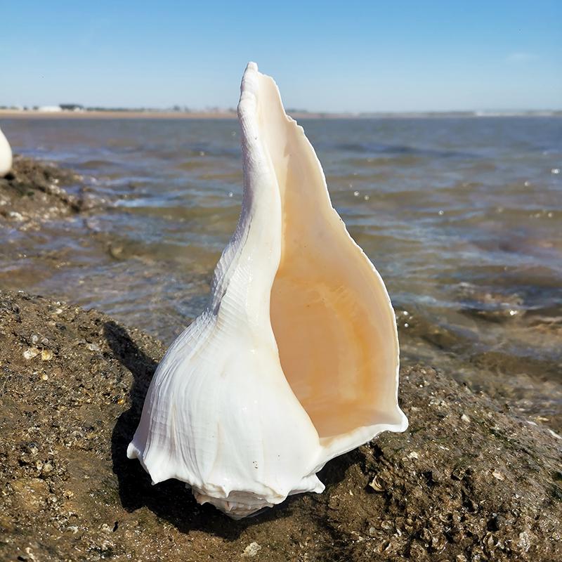 Large Conch Seashell Ornament for Wall Decor, Aquarium Aquascaping, and Sea Sound Collection