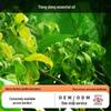 Madagascar Ylang Ylang Organic Soothing Moisturizing Essential Oil