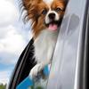 Car Window Dogs Chin Support Pad Soft EVA Dogs Car Window Edge Chin Holder Portable Pets Travel Accessories Chin Protect Tool