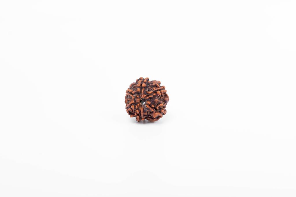 6-Mukhi Nepalesischer Rudraksha-Samen | Zertifizierter Echter Rudraksha für Spirituelles Wachstum | Echtes Heiliges Korn für Meditation & Heilung von Navratan Gems