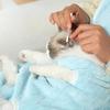 Petting Pet Travel Sleep Bag Cat Carrier Pouch Dog Puppy Bag Plush Outdoor Shoulder Bag Comfort Transport Bags for Cats Apron