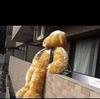 [USED] Giant teddy bear plush toy