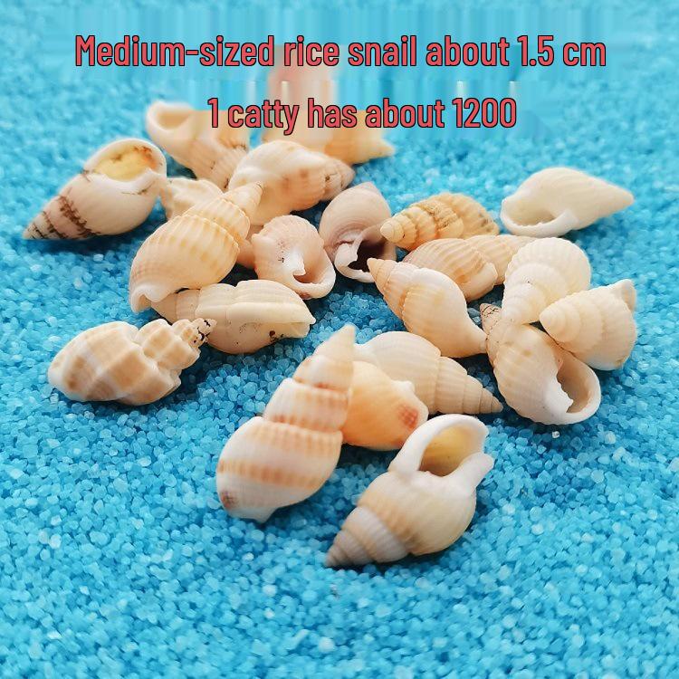 Conch Shells & Starfish for Hermit Crabs: Aquarium Decor & Drift Bottle Accessories