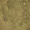 Defatted Hemp Flour 500G