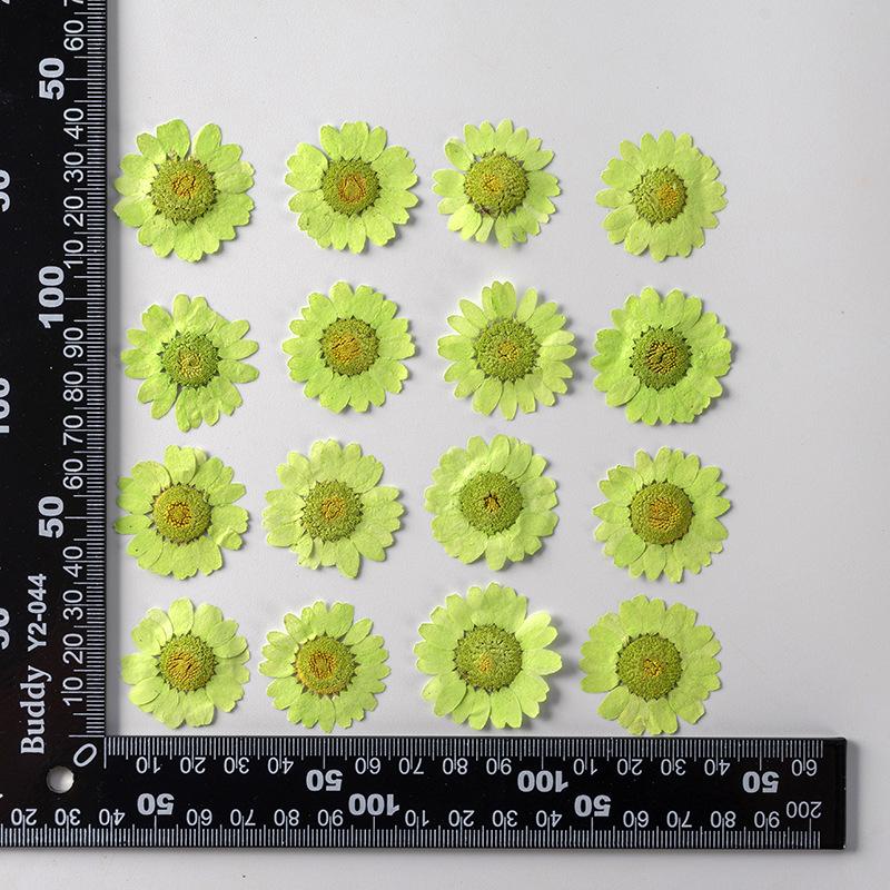 12 PCS/Set Pressed Dried Flowers for Scrapbooks Making Natural Flower For Epoxy Resin Pendant Necklace Jewelry Making Craft