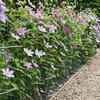 Flower Area Fence Roll 3 Meter x 10 cm with Green Iron Wire and Fastening Ties for Garden Edging, Support Lines, Yard Layout, and Row Definition