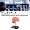 Brain Model Neuroanatomy Structure Teaching Tool Human Brain Anatomical Model with Base for Education Display