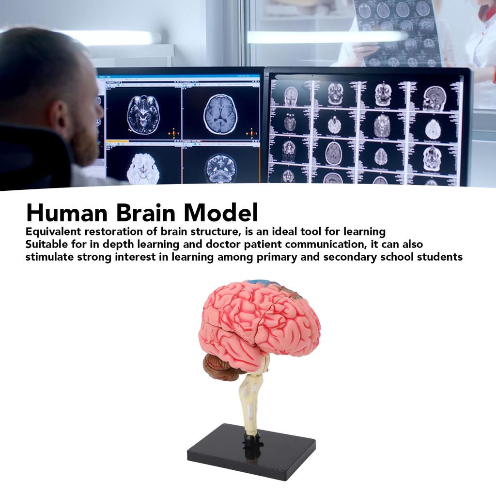 Brain Model Neuroanatomy Structure Teaching Tool Human Brain Anatomical Model with Base for Education Display