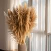Large Dried Pampas Reed for Decoration in Clothing Stores, Windows, or Weddings