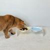 Ceramic Pet Cat Bowl Pet Drinking Water Feeding Bowl Ceramics Cat Food Dog Food Utensils Cat Dog Pet Supplies Accessories