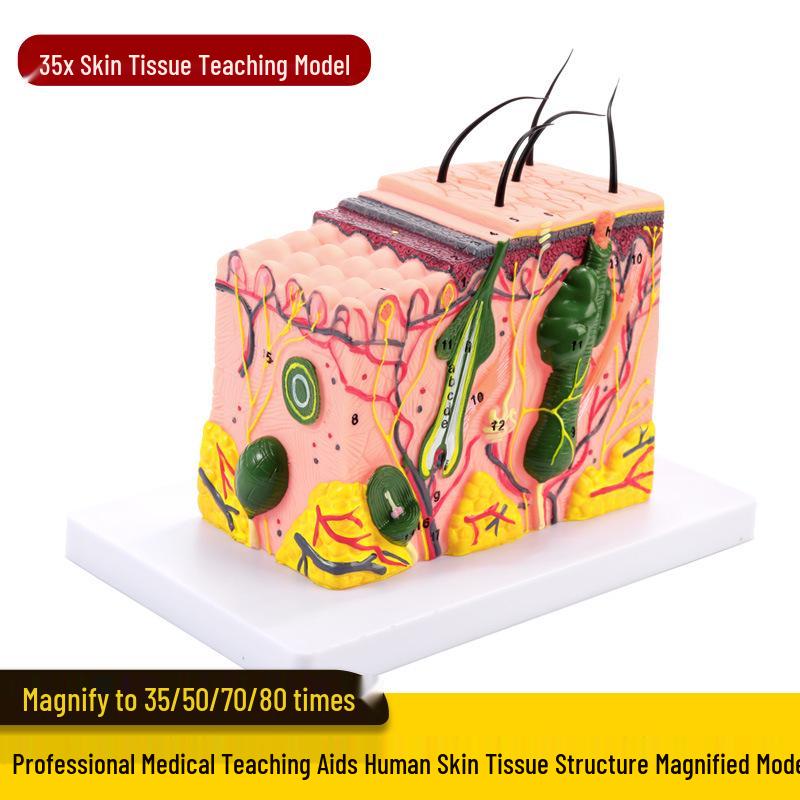 50x Magnified Human Skin Tissue Anatomical Model for Medical and Beauty Training
