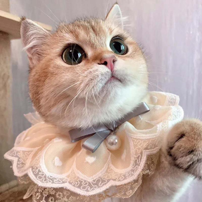 Cats Wedding Costume Princess Wedding Dress Bandana Collar with Delicate Lace Trim Ribbon Bowknot for Cats Only