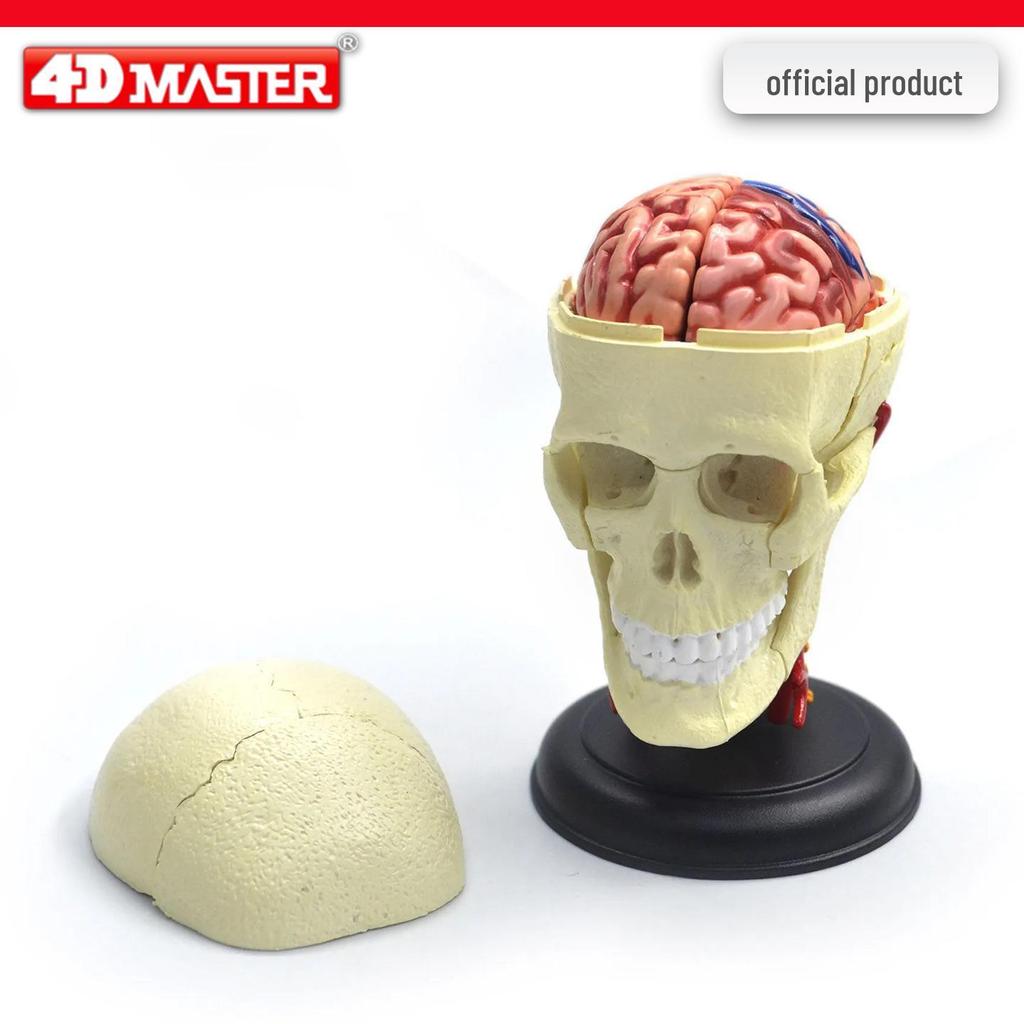 4D Knee Joint Ligament Anatomy Model for Medical Teaching