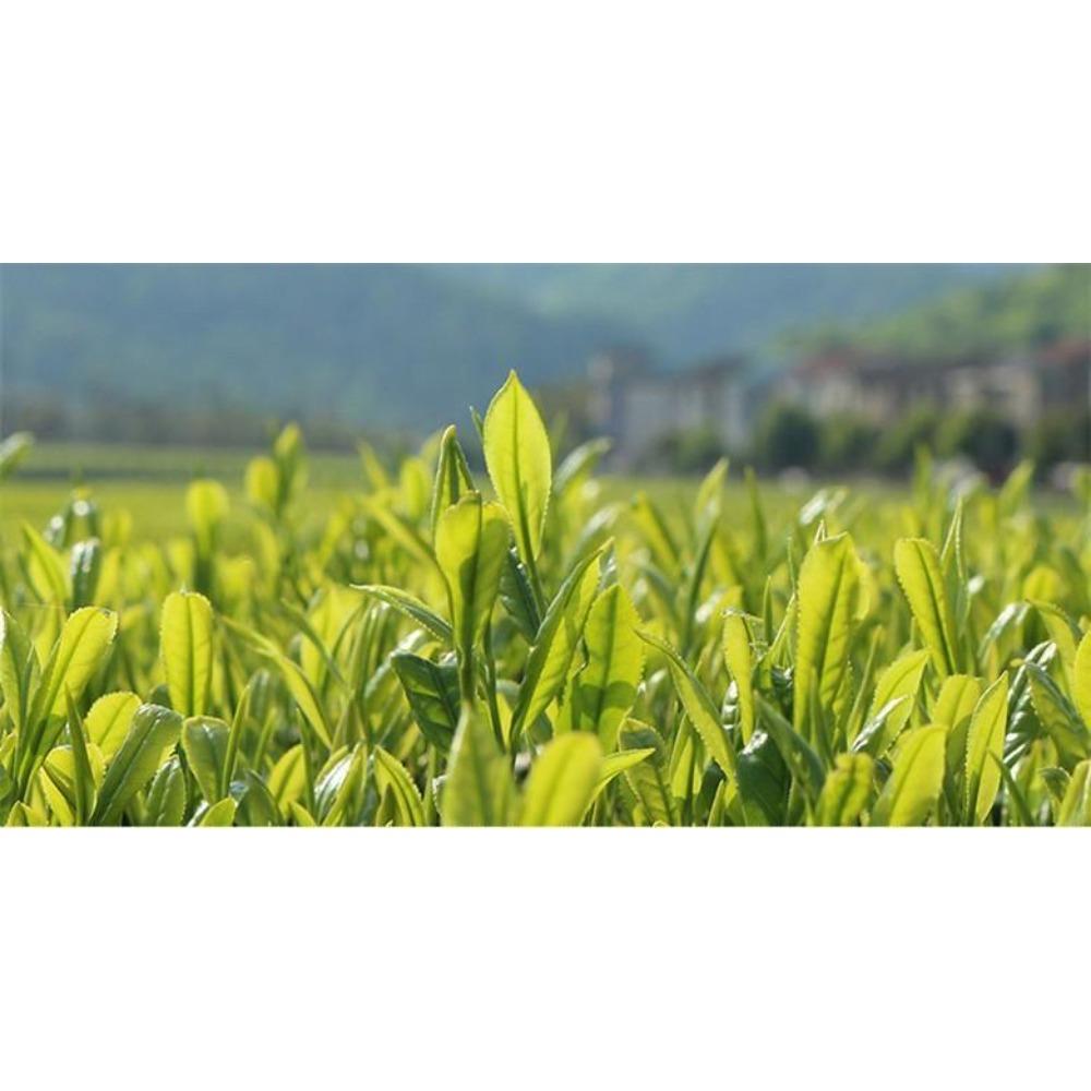 C-LC001 Neu 5A+ Chinesischer Spitzenqualität West Lake Spring Longjing Drachenbrunnen Tee Geschenkpackung