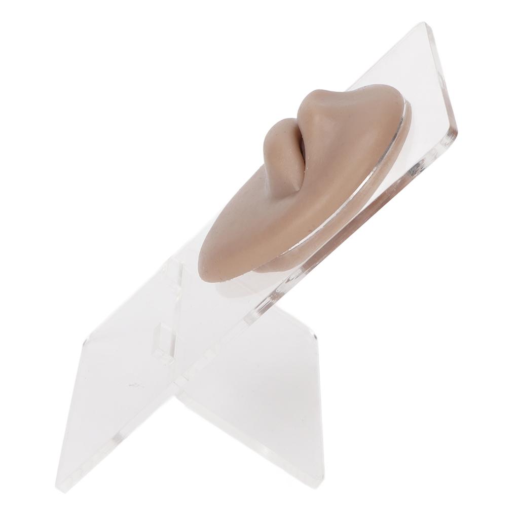 Simulated 3D Mouth Model Piercing Practice Silicone Mouth Model with Acrylic Stand for Jewelry Display Dark Skin Color