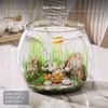 2Piece Turtle enclosure, PET Fish Desktop amphibian Habitat, High Transparency Jumbo