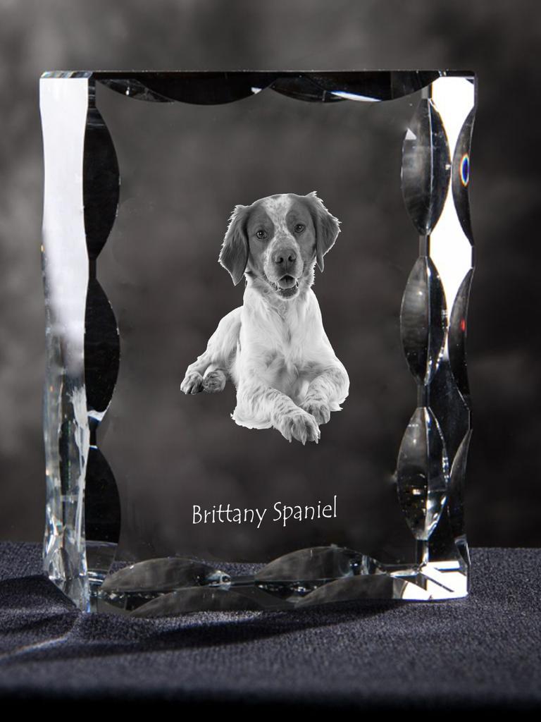 Brittany Spaniel, Brittany Wiegref – Crystal with a picture of a dog, glass statuette with a picture | Art-Dog
