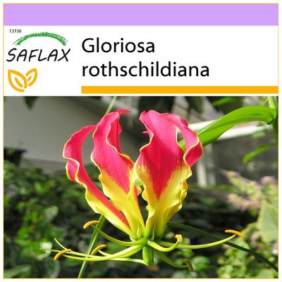 African Climbing Lily - 15 Seeds - Gloriosa Rothschildiana