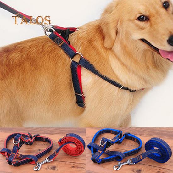 dog walking accessories