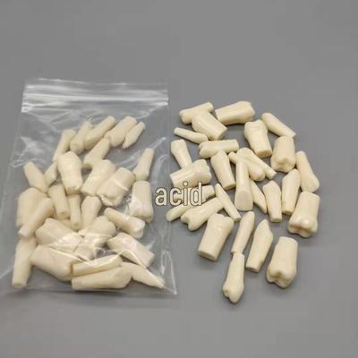 28-Teeth Full Mouth Student Practice Set for Exams - Extracted Root Canal Model with Free Shipping
