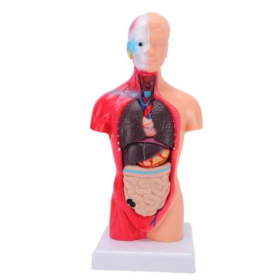 Human Body Anatomy Model 15 Removable Parts 11.02 Inch Human Torso Anatomical Model for School Medical Education Display