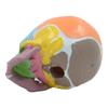 Baby Head Anatomy Model Life Size Baby Head Skeleton Model for Disease Study Number Coded Baby Head Model