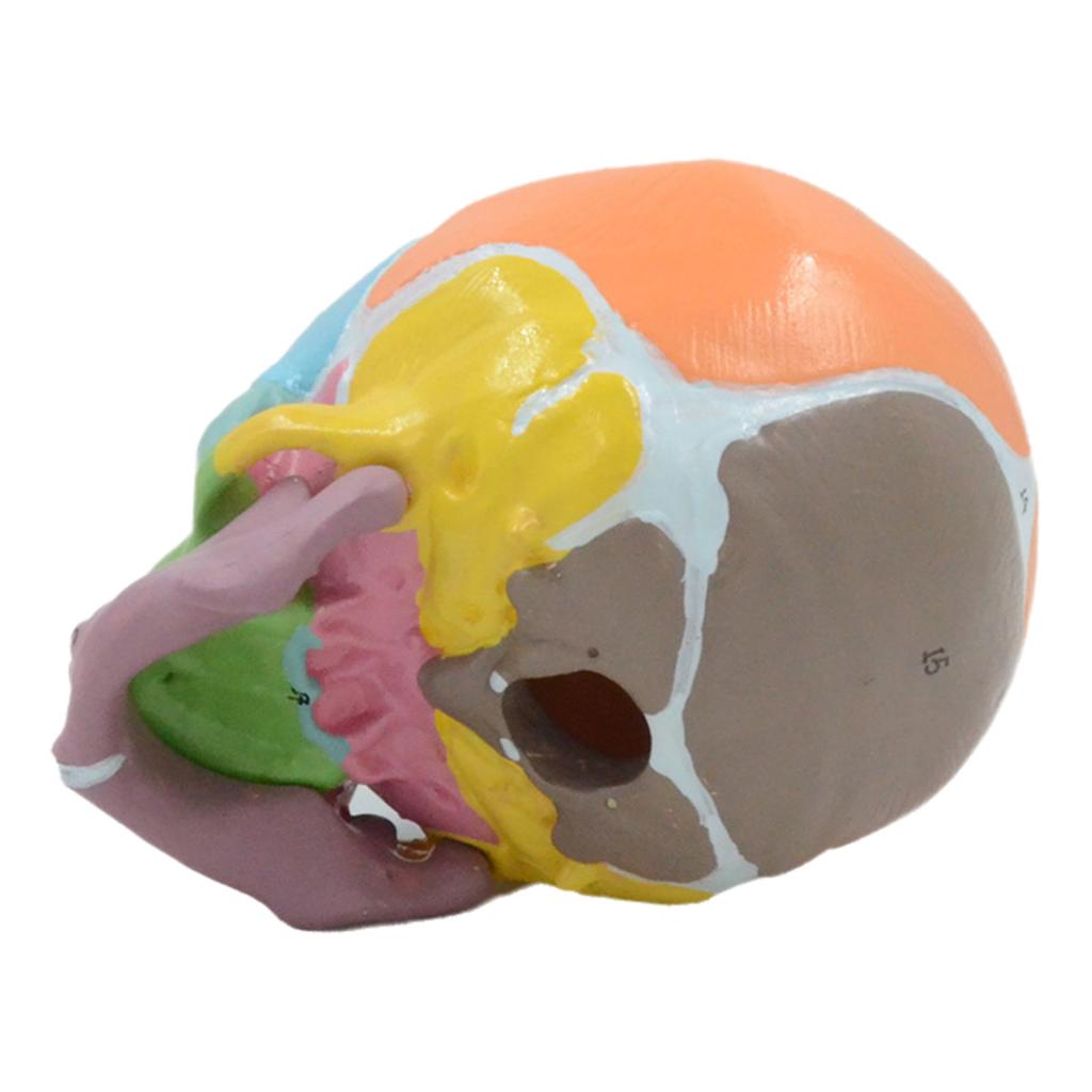 Baby Head Anatomy Model Life Size Baby Head Skeleton Model for Disease Study Number Coded Baby Head Model