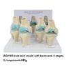 Medical teaching tools Skeleton PVC model Student teaching equipment Knee joint model Skin Model Vertebral model