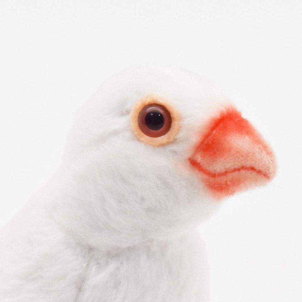 BH7244 HANSA White-winged Bunting 13