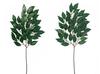 iMedia Sakaki Trees for Shinto Altars, Set of 2, Sakaki, Shinto Altar, Artificial Sakaki Flowers, for Graves, Buddhist Altars, Grave Visits, Obon,