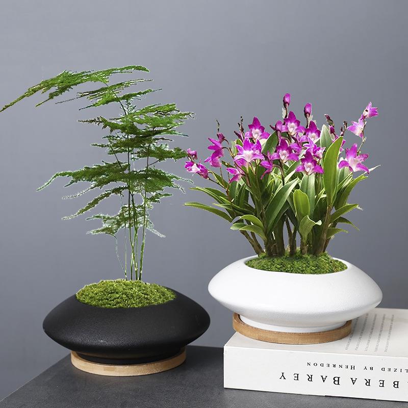 Modern Fashion Simple Internet Celebrity White Porcelain Flower Pot Phalaenopsis Wenzhu Plain And Elegant Nordic Flower Pot With Bamboo Tray