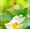 ADERIA Tsugaru Vidro Sake Summer Made in Individually Sake sake cold sake sake gift for housewarming small retirement birthday Cup, Camellia, 60ml,