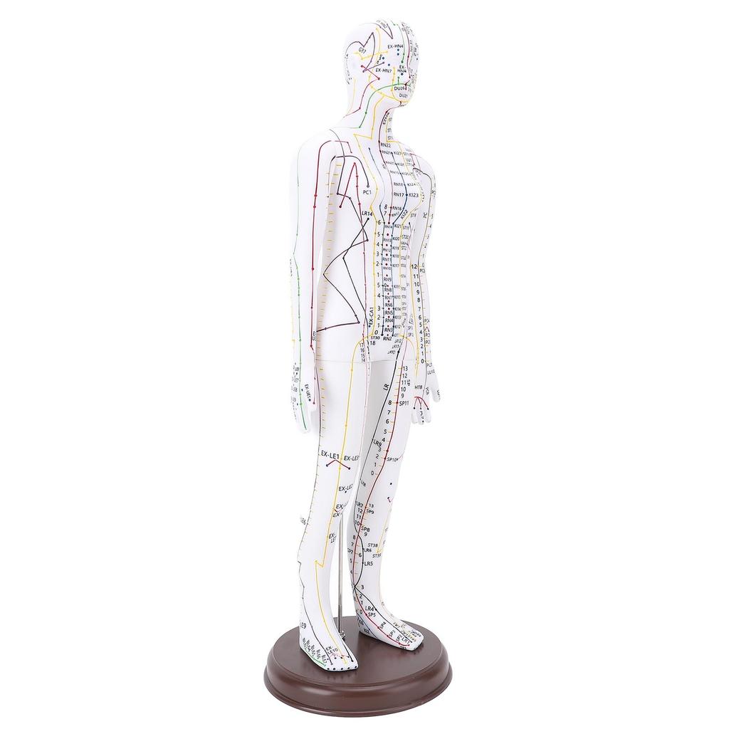 52cm Akupunkturní model Model lidského těla Model akupunktury celého těla se základnou pro studentskou výuku