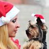 Neue Haustier Weihnachtsdekoration Haustier Weihnachtsmütze Hunde Weihnachten Kleine Mütze Rote Plüschmütze Haustierhut Feiertagsparty Dekorationszubehör