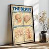 Trauma Brain Processing Poster Brain Anatomy Print Mental Health Wall Art Nervous System Canvas Painting Brain Anatomy Poster