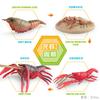 Simulation Of Marine Animal Crayfish Growth Cycle Model Crayfish Growth Process Ornament Toy