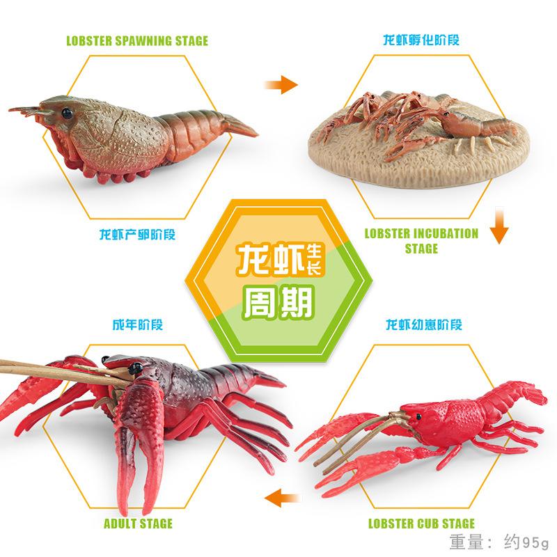 Simulation Of Marine Animal Crayfish Growth Cycle Model Crayfish Growth Process Ornament Toy