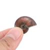Luck Mascot Madagascar Stone Collectibles Iridescent Specimen Natural Ammonite