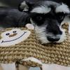 No Stuffing Dog Chew Toys Tough Interactive Squeaker Toys with Loud squeaker