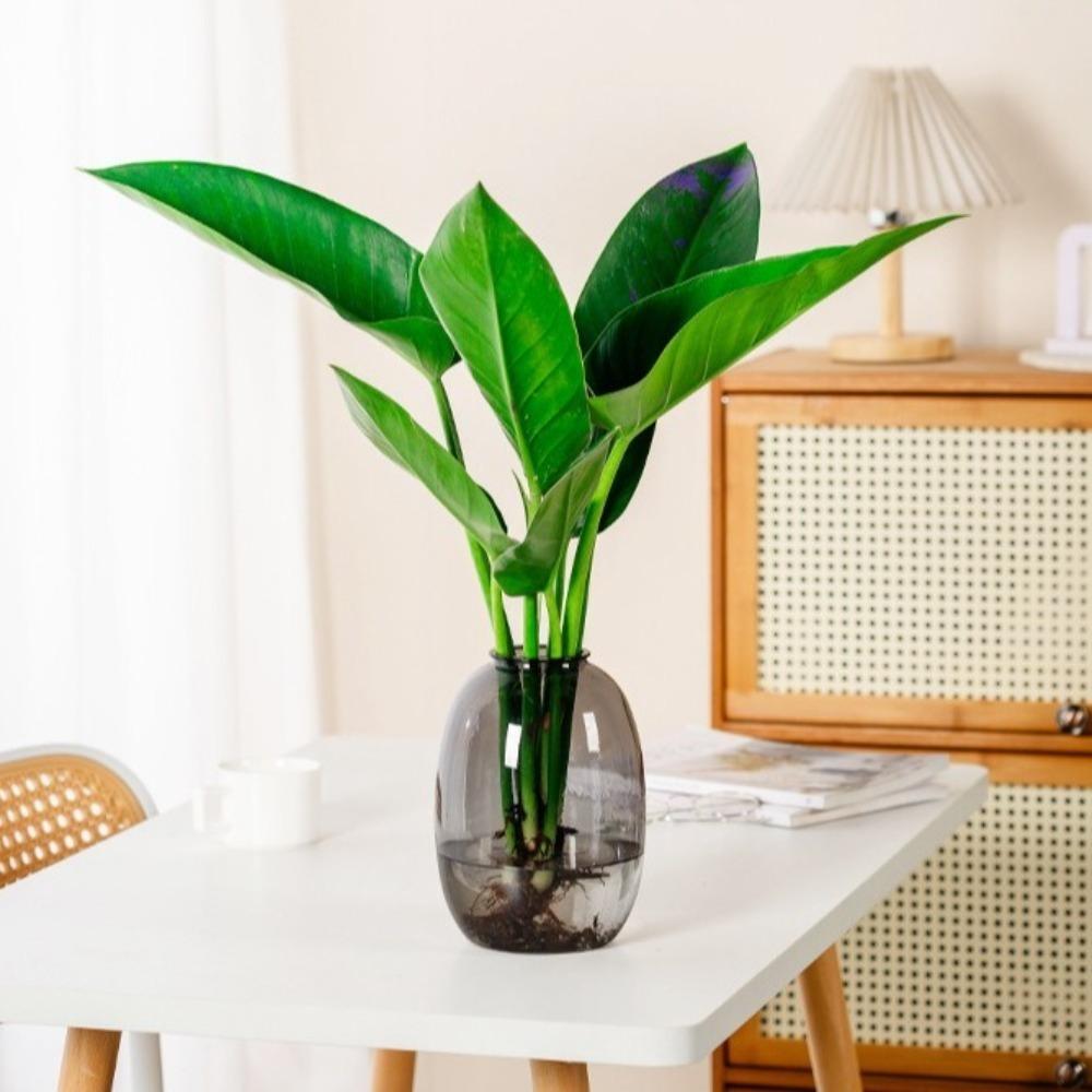 New Plastic Flower Bottle Transparnt Home Decor Aromatherapy Bottle Desktop Glass Flower Vase