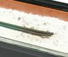 Sanmeni Long Incense Burner, Black, Lotus Pattern, 6.0 Inches [Buddhist Altar Accessories]