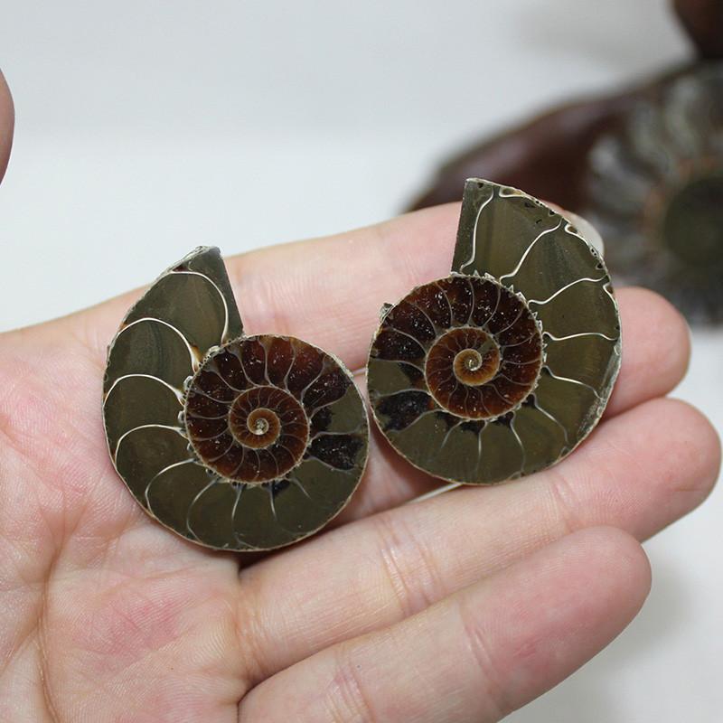 Elegant Pair Natural Ammonite Fossil Conch Specimen For Healing And Home Decor