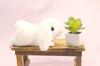 Take Off Maroon Rabbit Holland Lop White