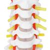 Cervical Vertebra Model Arteria Spine Spinal Nerves Anatomical Model for Science Classroom Study Teaching