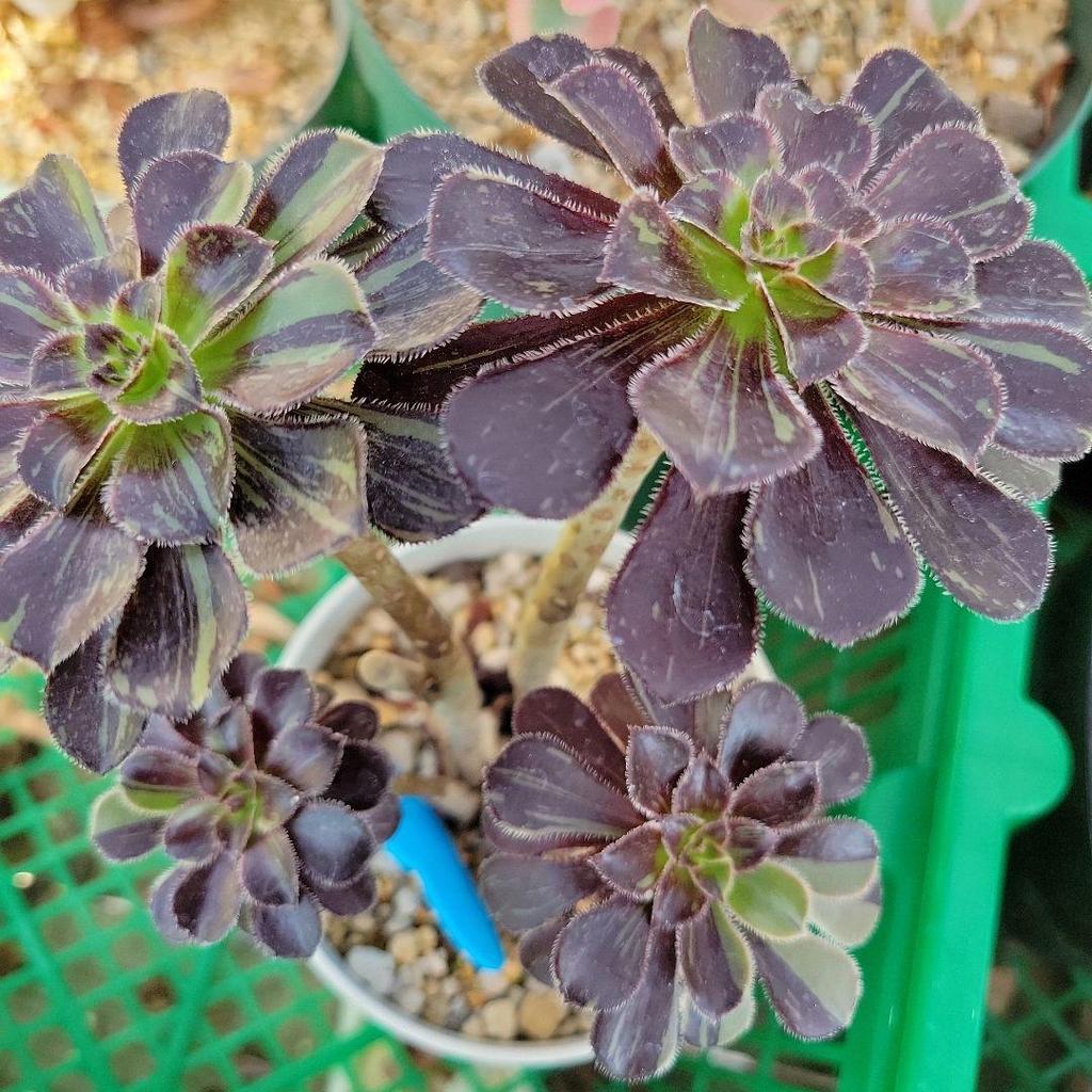 [USED] Big Bang Nishiki, Chameleon Nishiki, Aeo, Extra Large Clump, Uprooted Seedlings